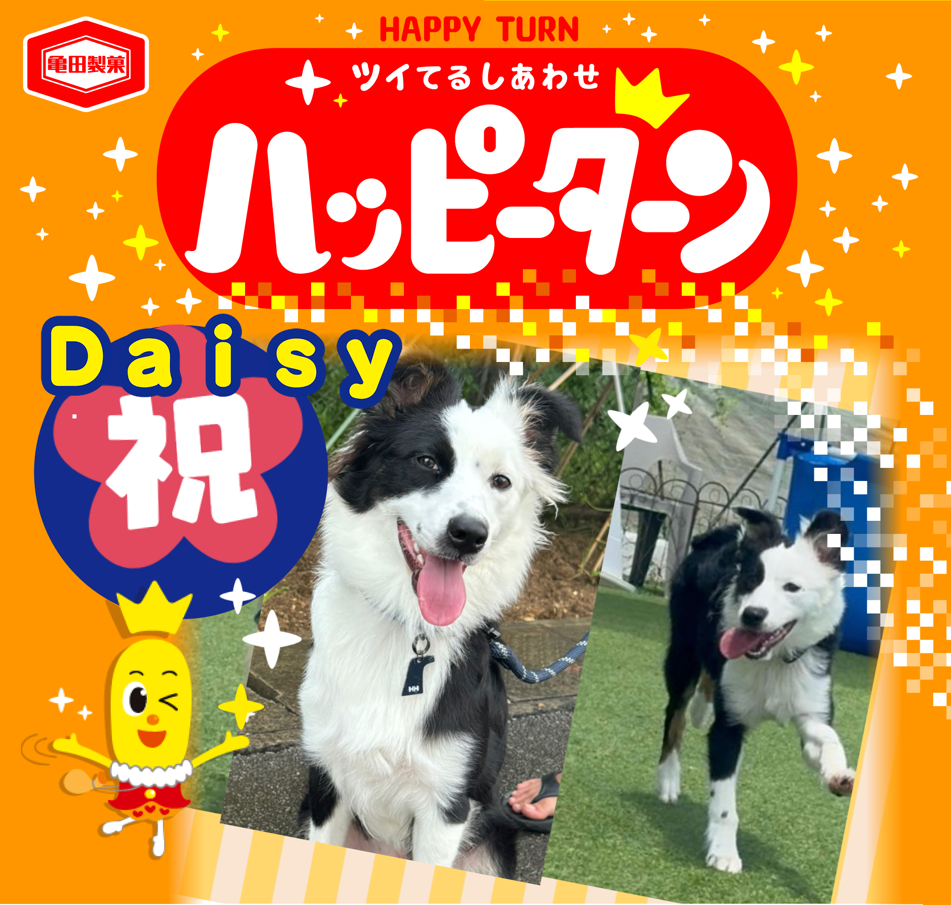 Daisy