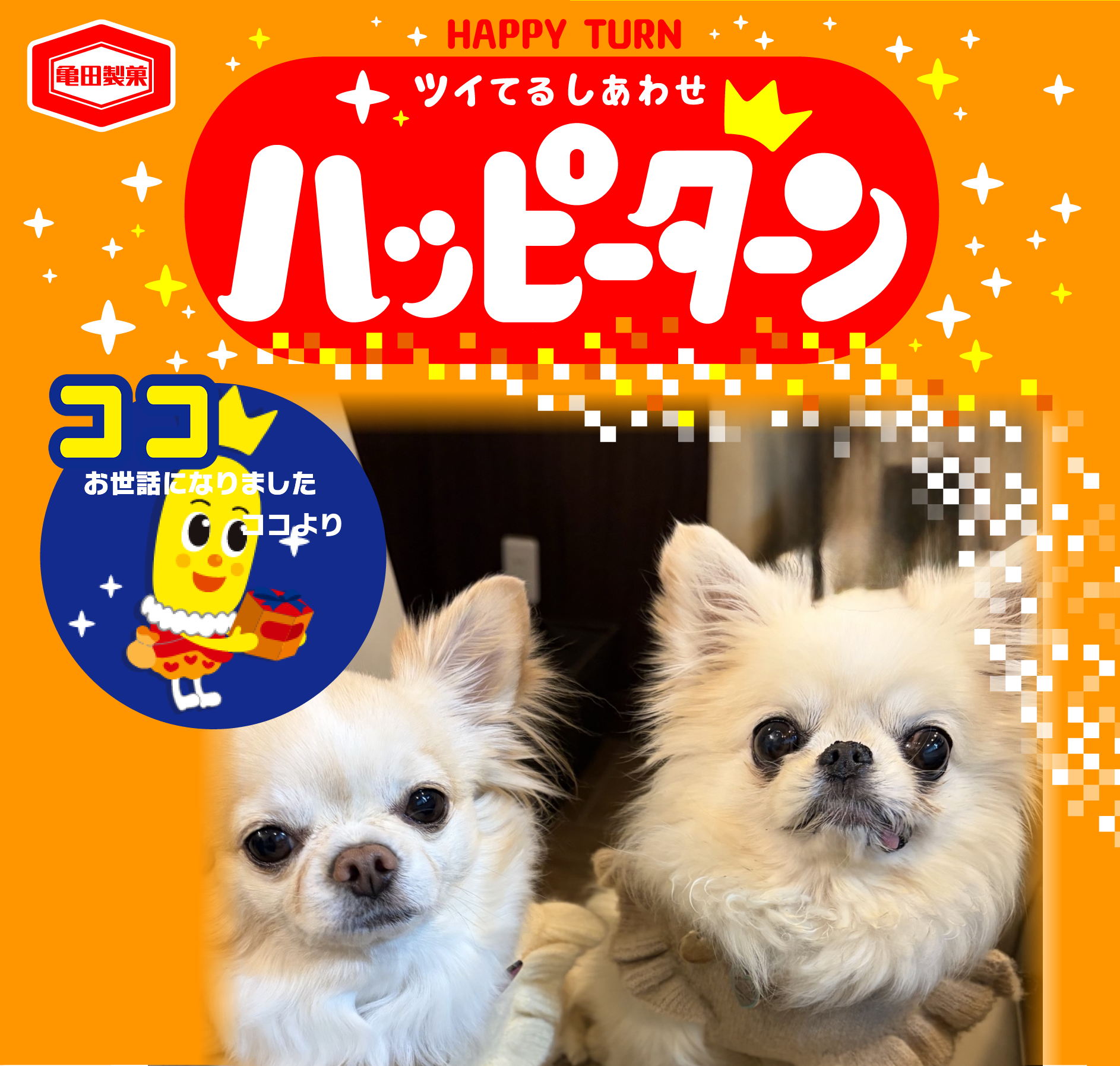 ココ