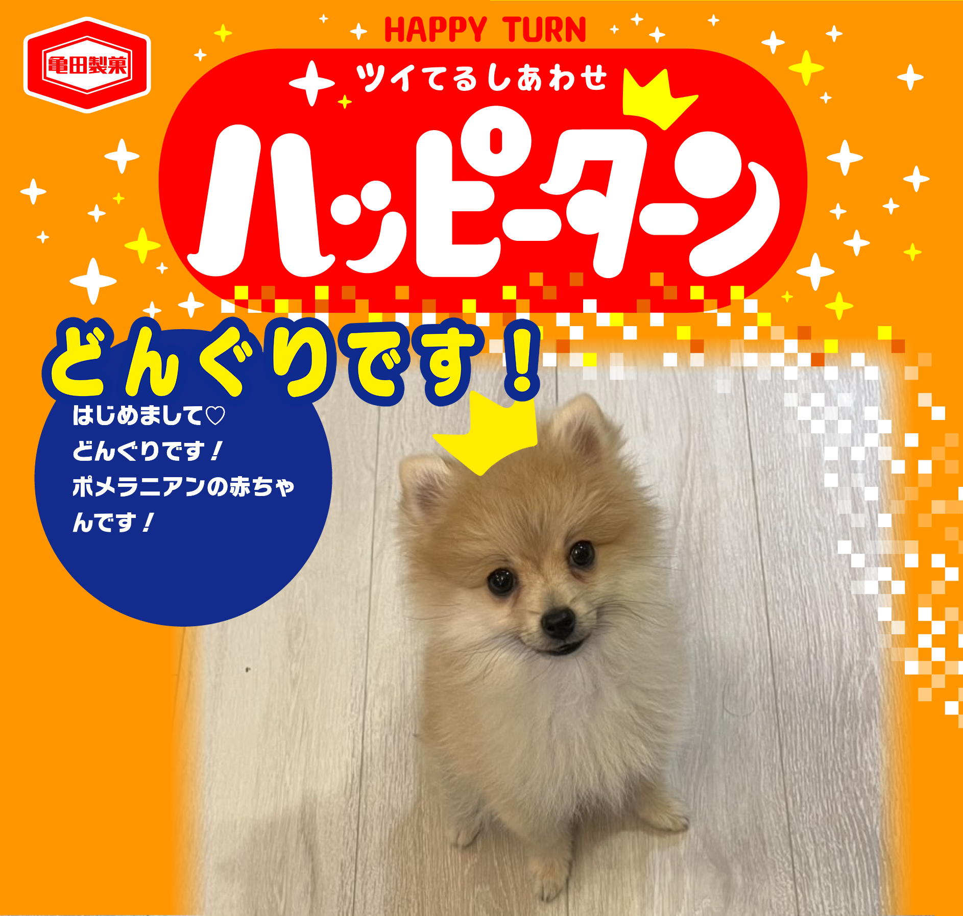 どんぐりです！