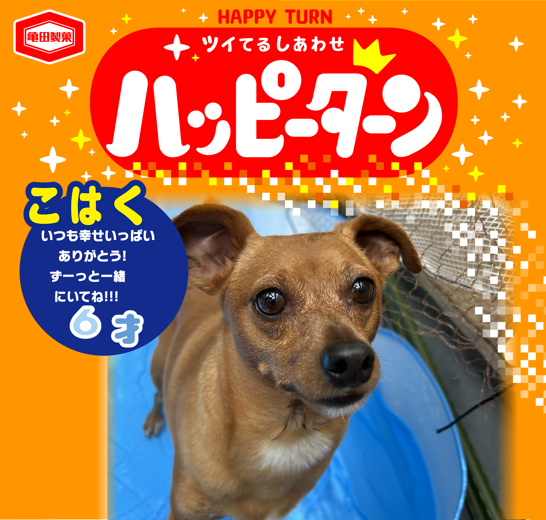 こはく