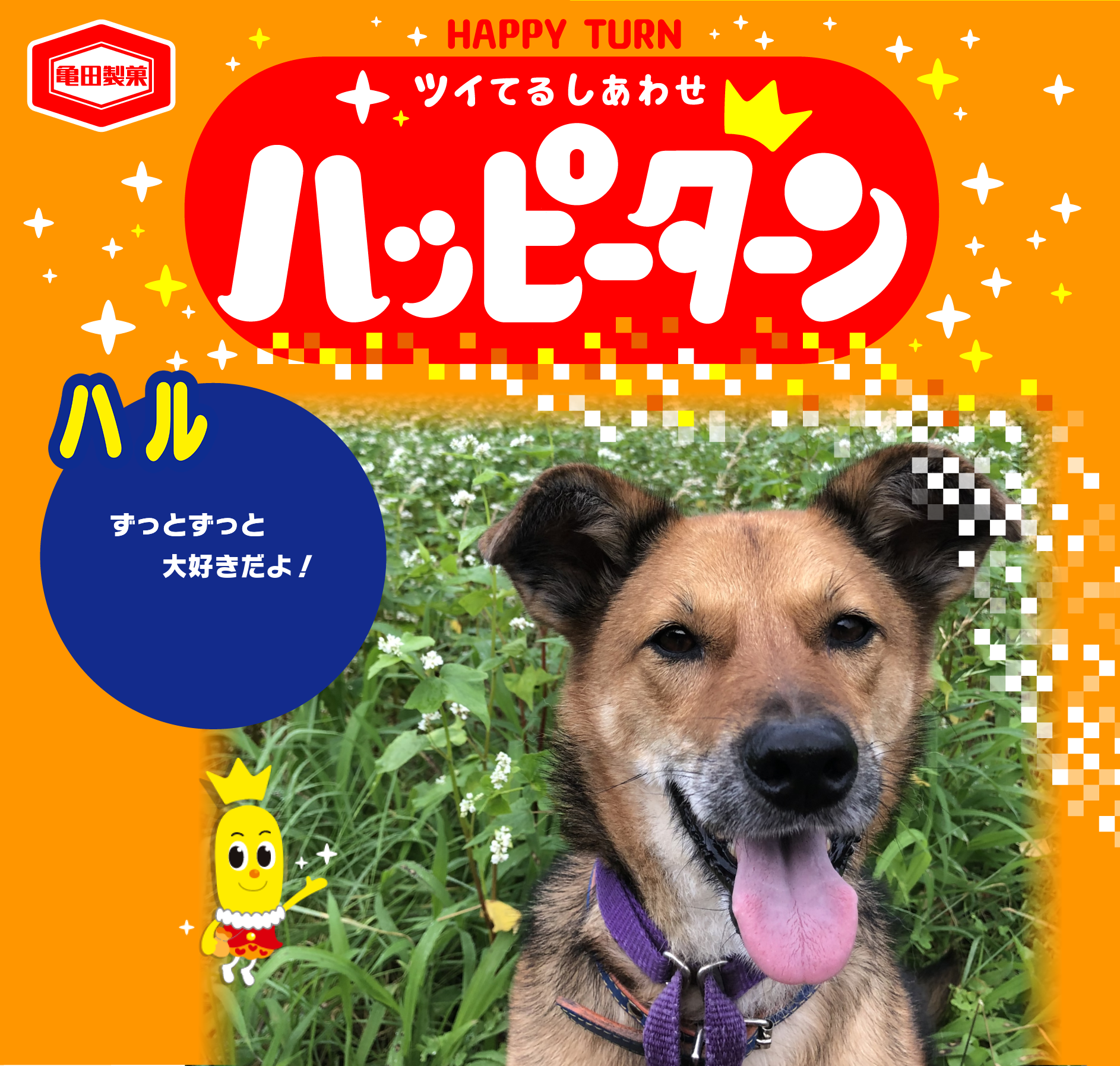 ハル