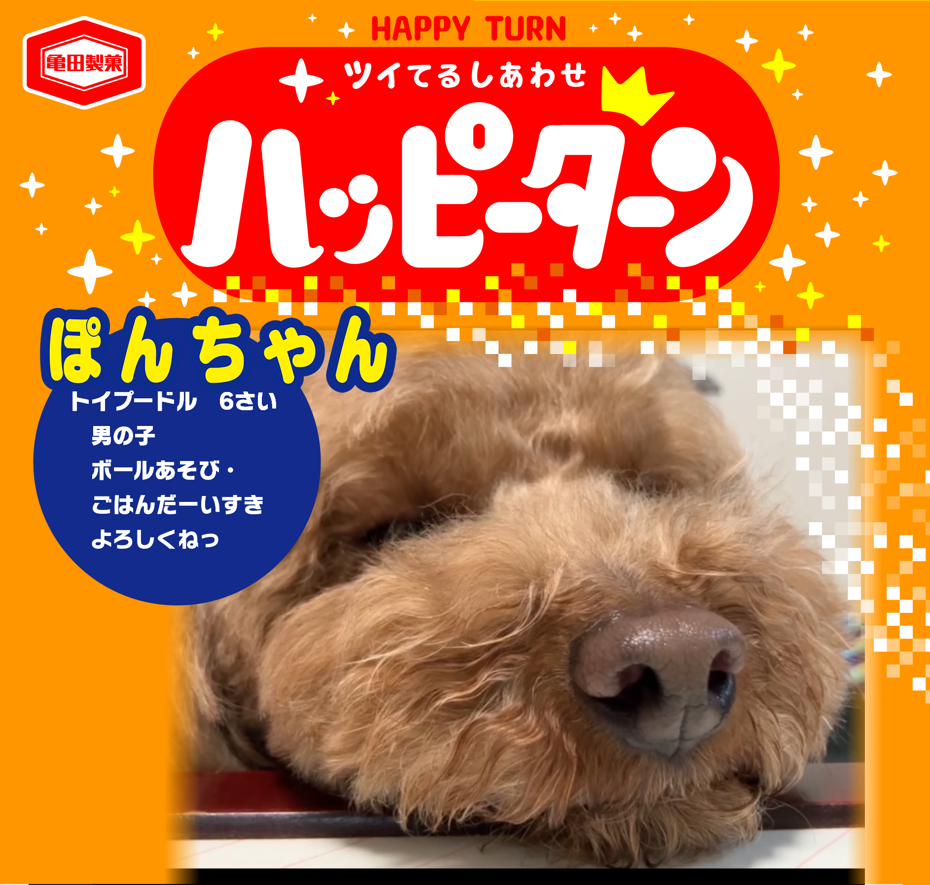 ぽんちゃん